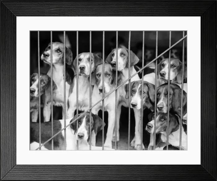 Framed Print : Hound Dogs Framed Print : Hound Dogs