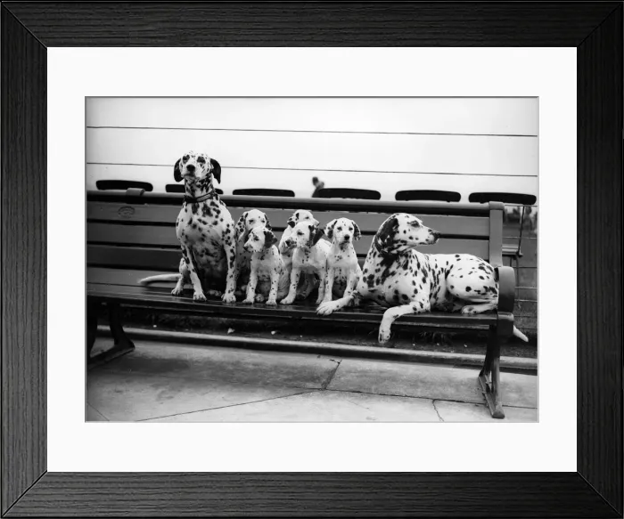 Framed Print : Spotty Family Framed Print : Spotty Family
