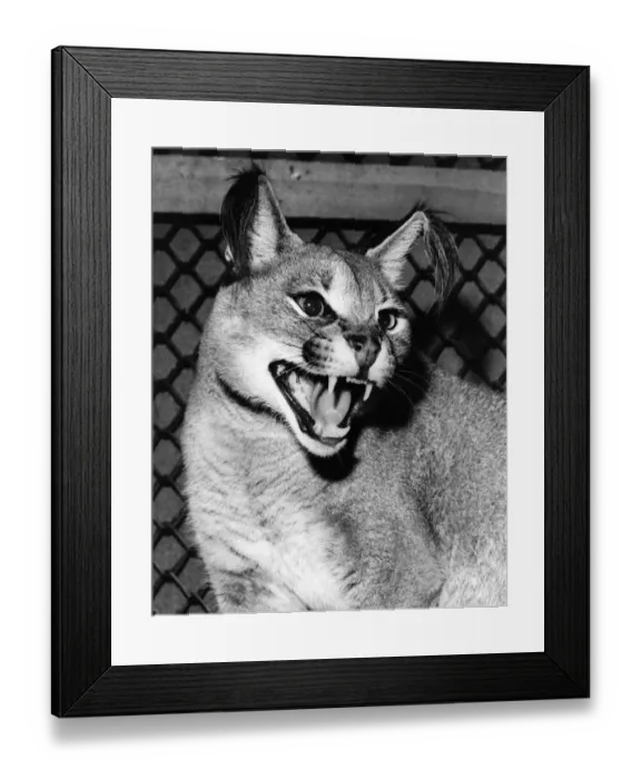 Framed Print : Caracal Lynx Framed Print : Caracal Lynx