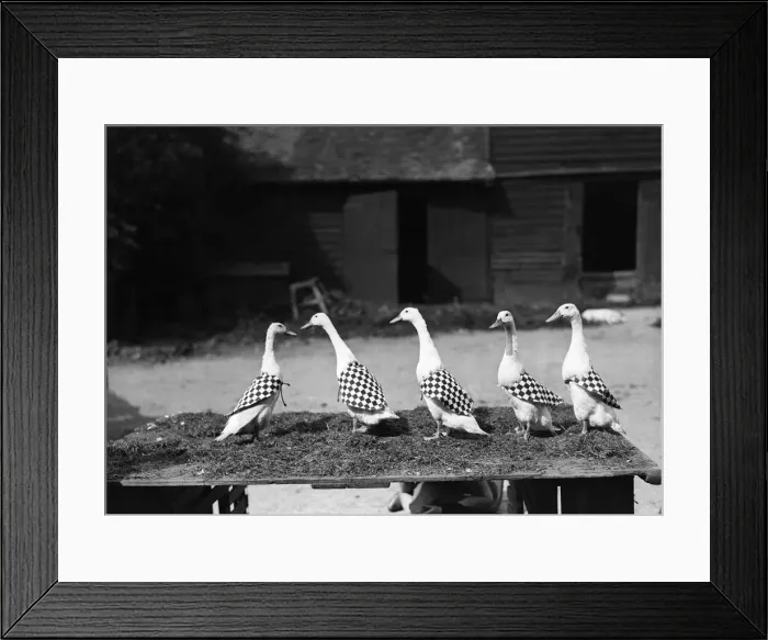 Framed Print : Model Ducks Framed Print : Model Ducks