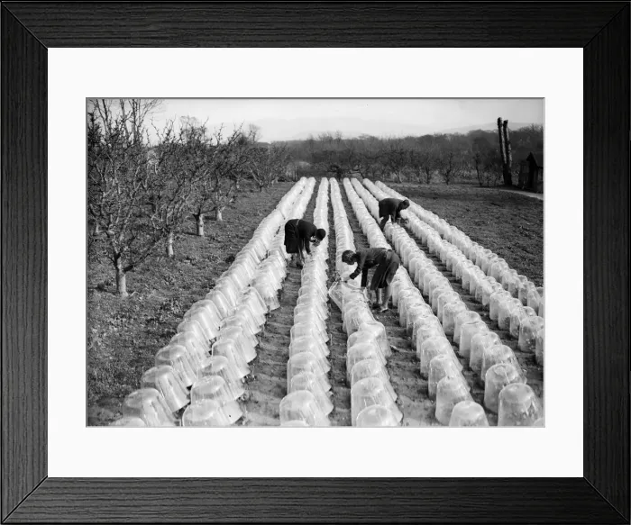 Framed Print : Violet Farm Framed Print : Violet Farm