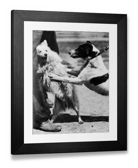 Framed Print : Dog Fight. One small dog leaps at another, which turns around snarling to defend itself Framed Print : Dog Fight. One small dog leaps at another, which turns around snarling to defend itself
