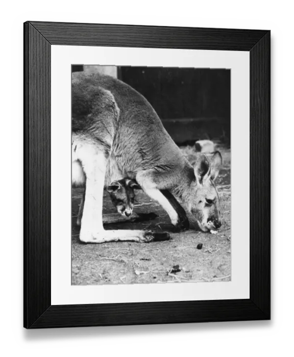 Framed Print : Kangaroo Pouch Framed Print : Kangaroo Pouch