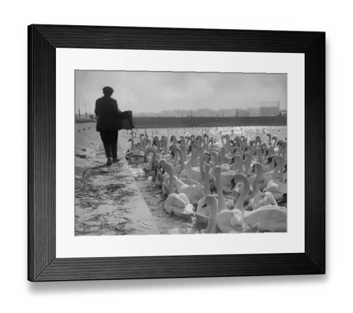 Framed Print : Swannery. A man feeding swans at a swannery in Weymouth, Dorset Framed Print : Swannery. A man feeding swans at a swannery in Weymouth, Dorset