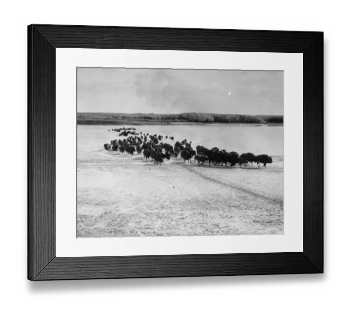 Framed Print : Migrating Herd Framed Print : Migrating Herd