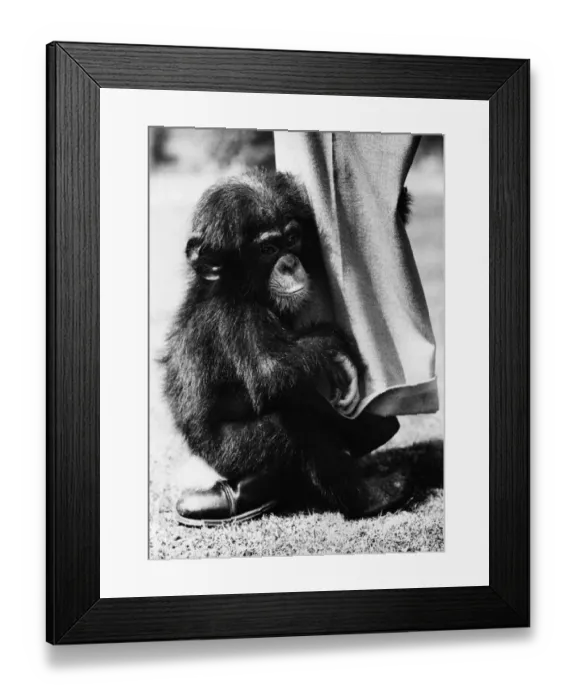 Framed Print : Baby Chimpanzee Framed Print : Baby Chimpanzee