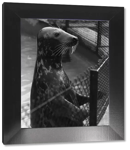 Grey Seal. A grey seal waiting for the arrival of a meal of fish in his pool at London Zoo