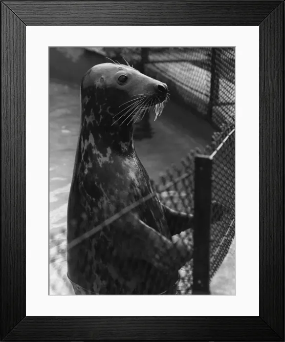 Framed Print : Grey Seal. A grey seal waiting for the arrival of a meal of fish in his pool at London Zoo Framed Print : Grey Seal. A grey seal waiting for the arrival of a meal of fish in his pool at London Zoo