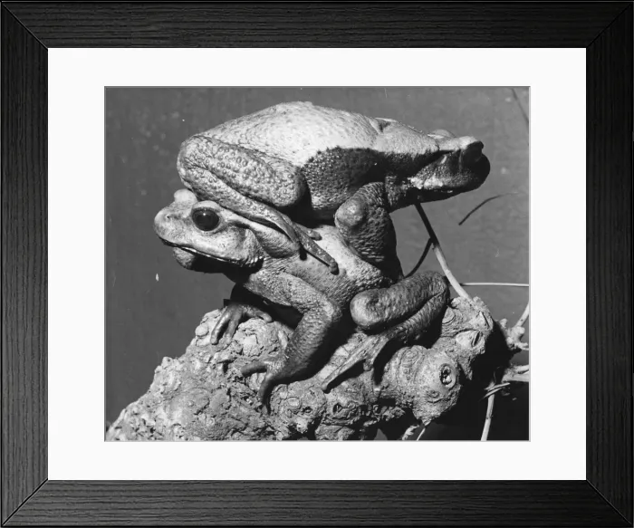 Framed Print : Get Off My Back Framed Print : Get Off My Back
