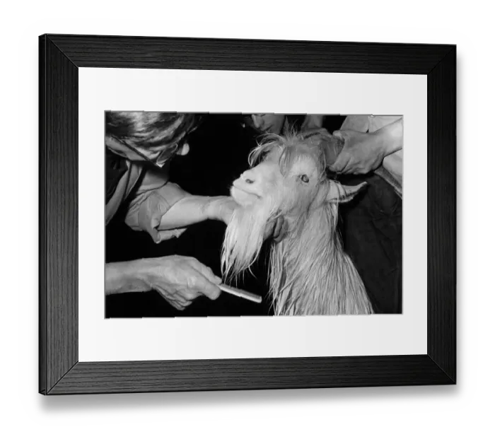 Framed Print : Goat Grooming Framed Print : Goat Grooming