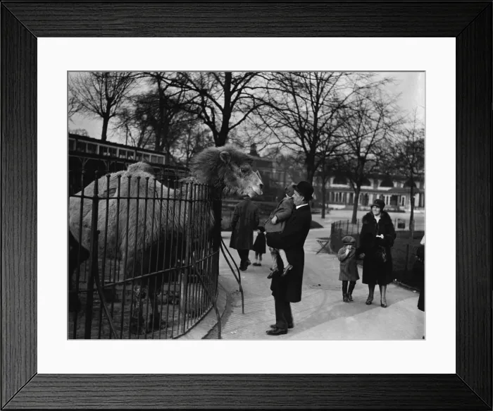 Framed Print : Zoo Camel. A little girl is lifted up by her father to get on level terms