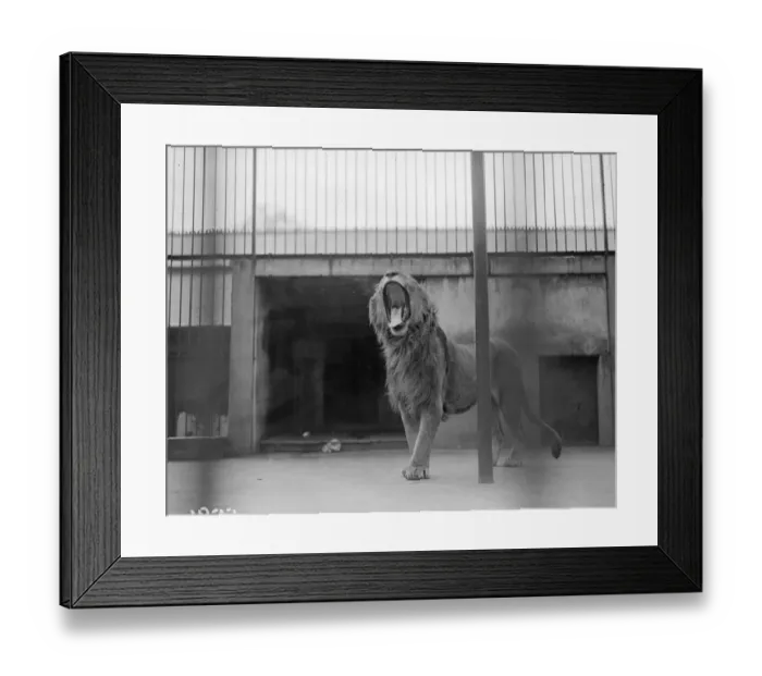 Framed Print : Royal Yawn