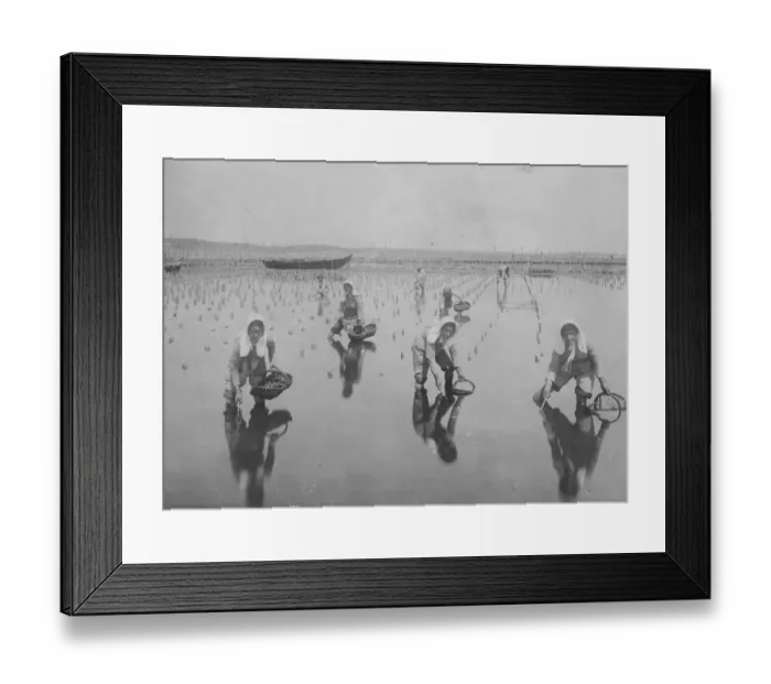 Framed Print : Arcachon Field Framed Print : Arcachon Field
