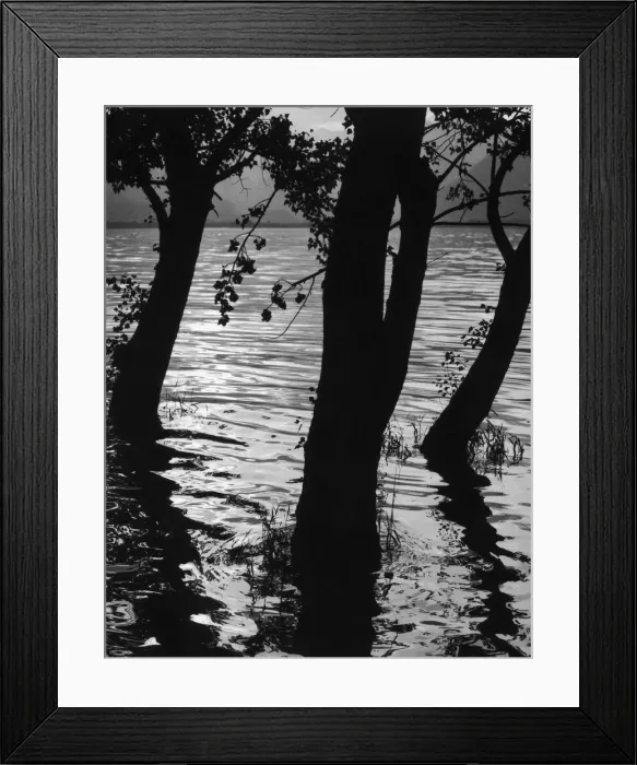 Framed Print : Trees In Lake Framed Print : Trees In Lake