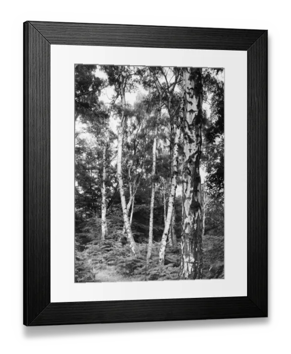 Framed Print : Silver Birches Framed Print : Silver Birches