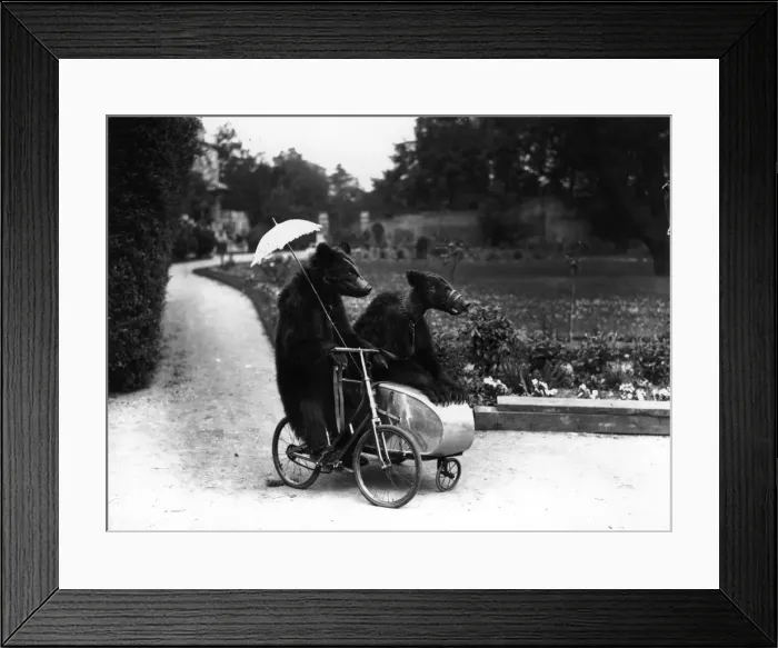 Framed Print : Bear Ride. 1928: Two brown bears riding on a bicycle and side car Framed Print : Bear Ride. 1928: Two brown bears riding on a bicycle and side car
