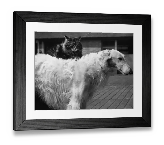 Framed Print : Friendly Foes Framed Print : Friendly Foes