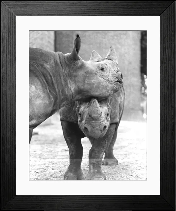 Framed Print : Friendly Petting Framed Print : Friendly Petting