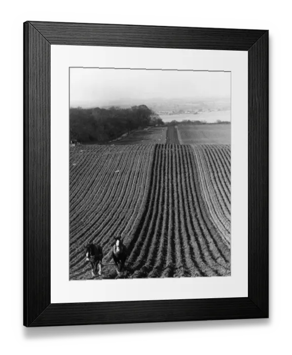 Framed Print : Straight Furrows Framed Print : Straight Furrows