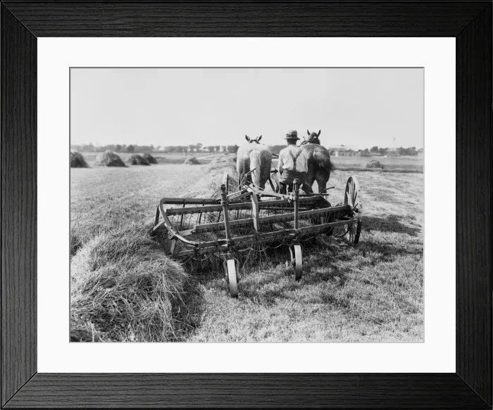 Framed Print : Haymaking In Canada Framed Print : Haymaking In Canada
