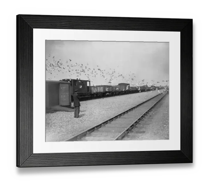 Framed Print : Pigeon Fancier Framed Print : Pigeon Fancier