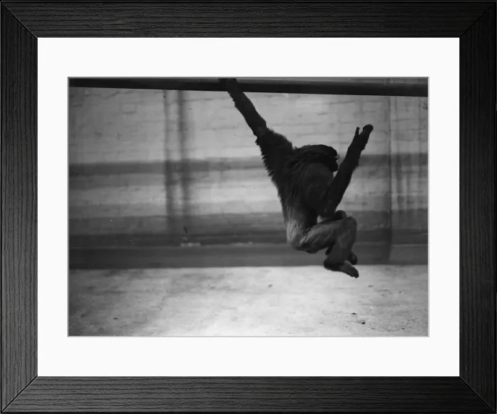 Framed Print : In Captivity Framed Print : In Captivity