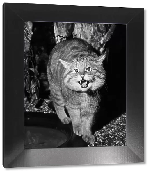 Wild Cat. 8th February 1971: A snarling European wild cat at London Zoo