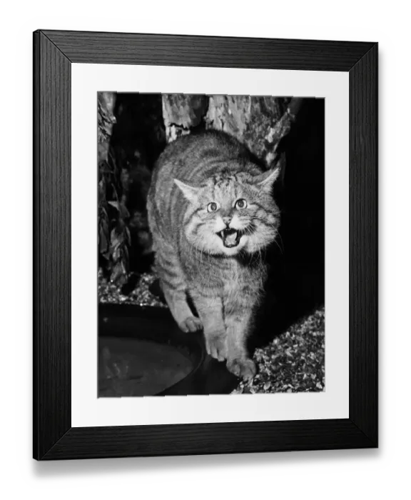 Framed Print : Wild Cat. 8th February 1971: A snarling European wild cat at London Zoo Framed Print : Wild Cat. 8th February 1971: A snarling European wild cat at London Zoo