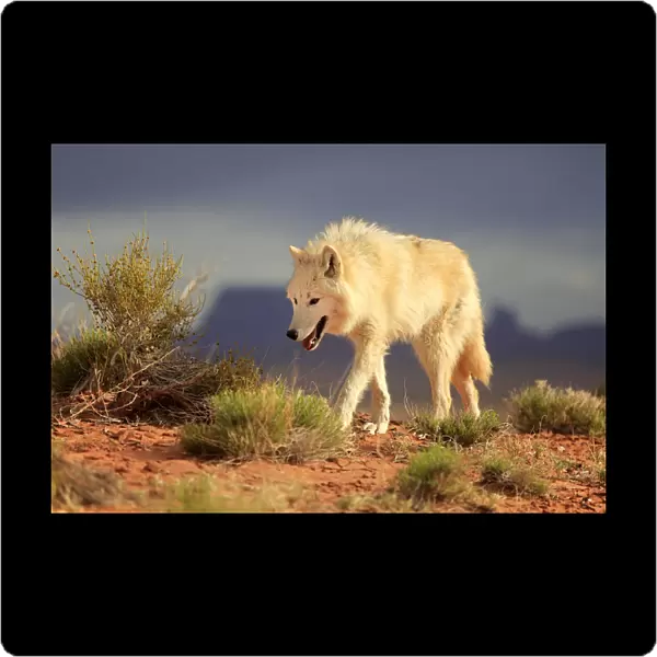 Gray wolf, timber wolf, (Canis lupus), Monument Valley, Utah, USA