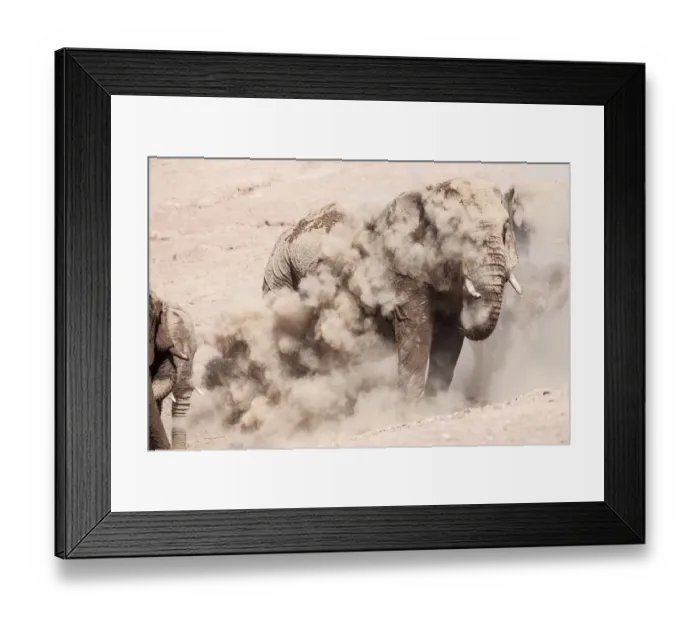 Framed Print : Elephants in dust Framed Print : Elephants in dust