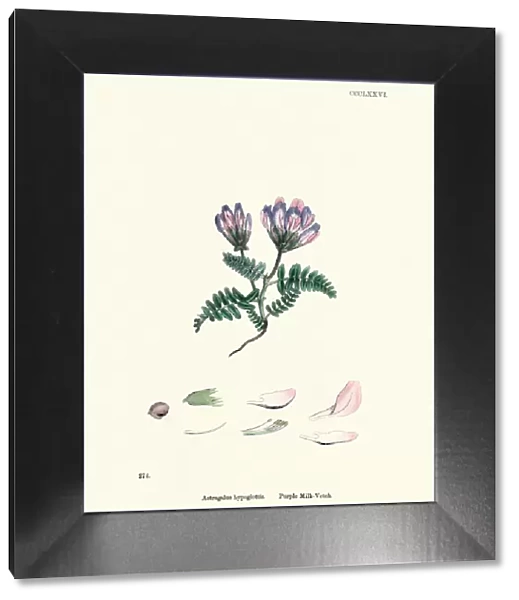 Flora, Astragalus agrestis, purple milkvetch