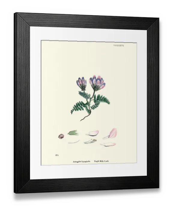 Framed Print : Flora, Astragalus agrestis, purple milkvetch