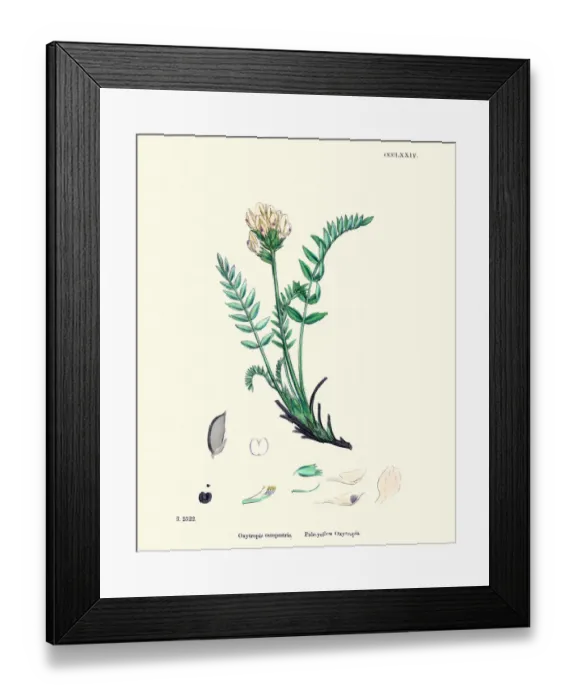 Framed Print : Flora, Oxytropis campestris Framed Print : Flora, Oxytropis campestris