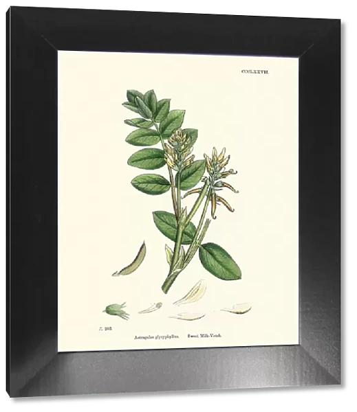 Flora, Astragalus glycyphyllos, Sweet milkvetch