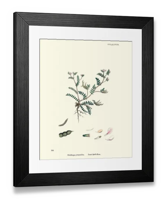 Framed Print : Flora, Ornithopus perpusillus, little white bird s-foot Framed Print : Flora, Ornithopus perpusillus, little white bird s-foot