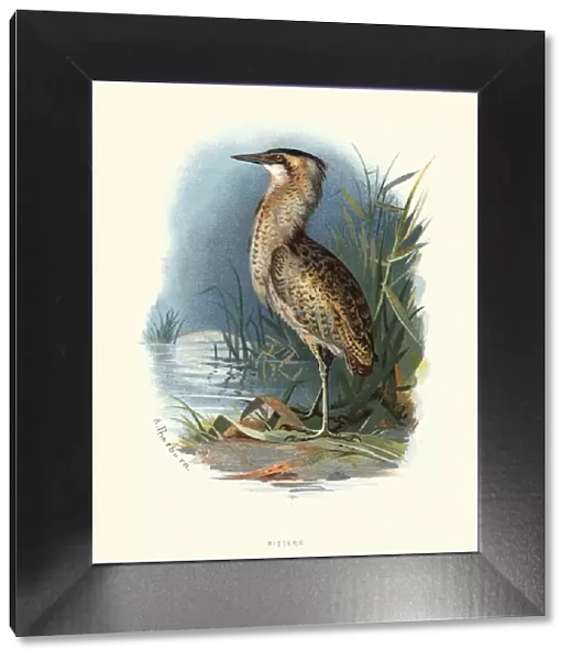 Natural history, Birds, Eurasian bittern or great bittern (Botaurus stellaris)