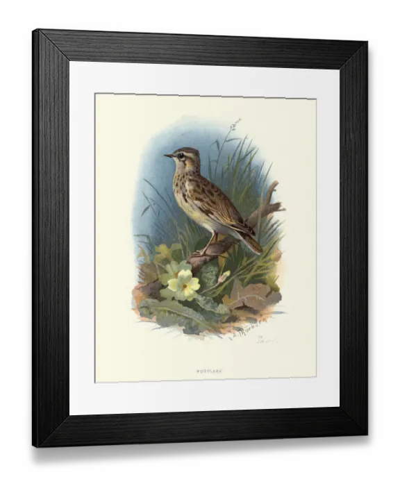 Framed Print : Natural history, woodlark or wood lark (Lullula arborea) Framed Print : Natural history, woodlark or wood lark (Lullula arborea)