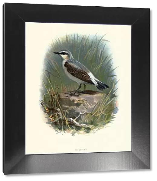 Natural history, Birds, Northern wheatear (Oenanthe oenanthe)
