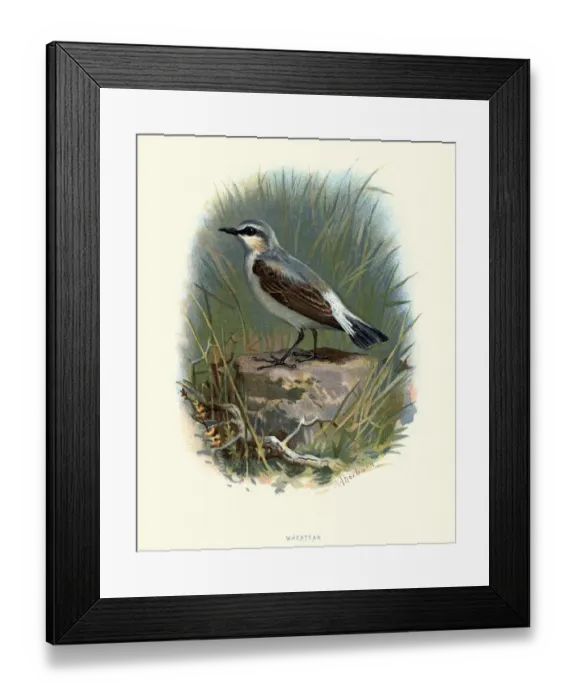 Framed Print : Natural history, Birds, Northern wheatear (Oenanthe oenanthe)