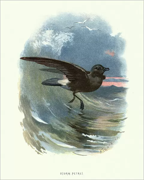 Natural history, Birds, European storm petrel (Hydrobates pelagicus)