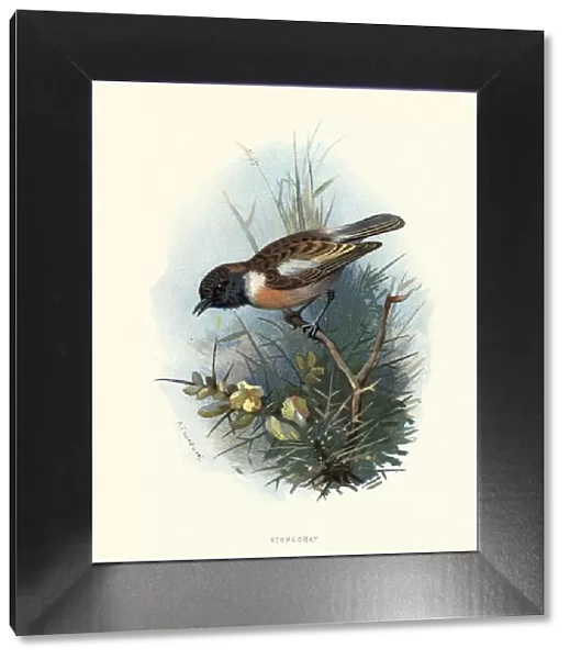 Natural history, Birds, European stonechat (Saxicola rubicola)