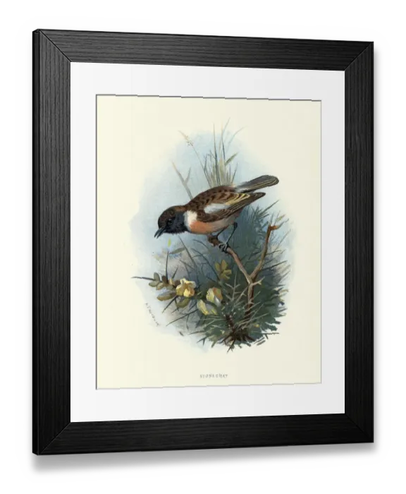 Framed Print : Natural history, Birds, European stonechat (Saxicola rubicola) Framed Print : Natural history, Birds, European stonechat (Saxicola rubicola)