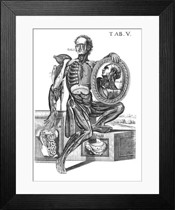 Framed Print : Musculature and nerves, artwork Framed Print : Musculature and nerves, artwork