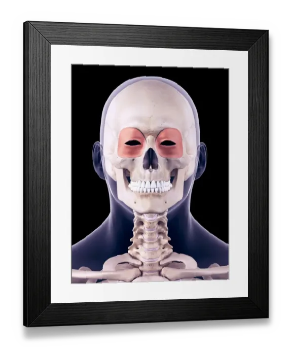 Framed Print : Facial muscles, illustration Framed Print : Facial muscles, illustration