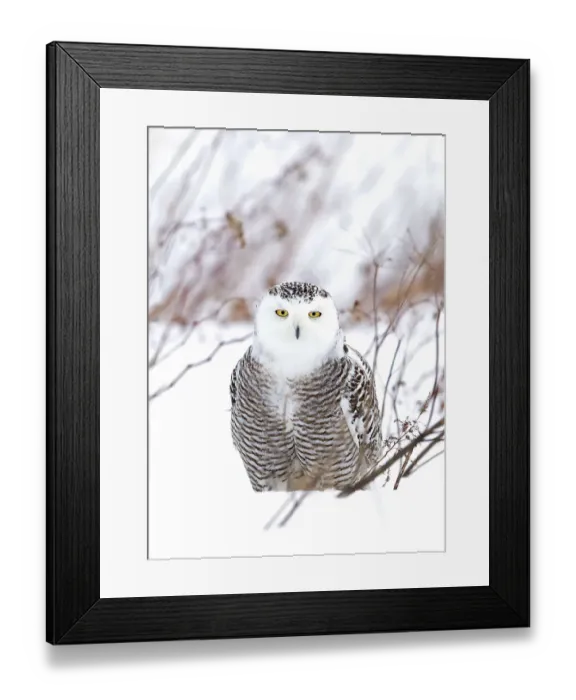 Framed Print : outdoor, cold, snowy, feathers, nobody, ontario, light, female, energy, wing, predator Framed Print : outdoor, cold, snowy, feathers, nobody, ontario, light, female, energy, wing, predator