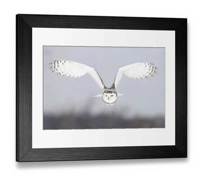 Framed Print : snowy-owl, white owl, outdoor, cold, snowy, feathers, nobody, ontario, light, female Framed Print : snowy-owl, white owl, outdoor, cold, snowy, feathers, nobody, ontario, light, female