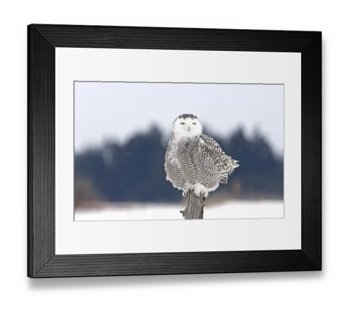 Framed Print : winter snow, winter landscape, closeup, isolated, cold, snowy, fly, post, ontario