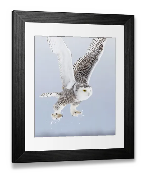 Framed Print : outdoor, cold, snowy, feathers, nobody, ontario, light, female, energy, wing, predator Framed Print : outdoor, cold, snowy, feathers, nobody, ontario, light, female, energy, wing, predator