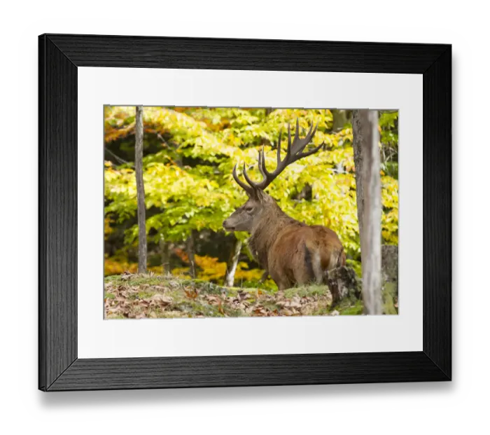 Framed Print : background, buck, bull elk, caribou, cervus, color, fall, isolated, male, natural