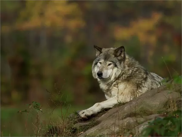 captive, carnivore, close, creature, fall, front, furry, grey, grey wolf, lupus, outside